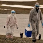 Scientists Warn of H5N1 Bird Flu Outbreak in Antarctica's Seabird Colonies