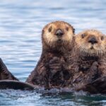 Sea Otters' Return Revitalizes California Estuary, Study Finds