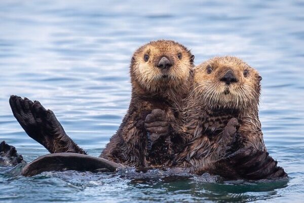 Sea Otters’ Return Revitalizes California Estuary, Study Finds Sea Otters' Return Revitalizes California Estuary, Study Finds