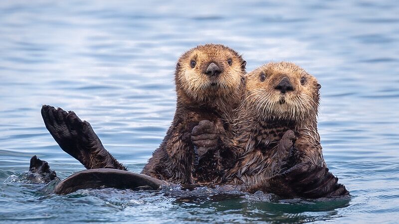 Sea Otters' Return Revitalizes California Estuary, Study Finds