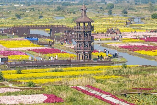 Sea of Flowers Showcases Agricultural Innovation in Jiangsu Sea_of_Flowers_Showcases_Agricultural_Innovation_in_Jiangsu