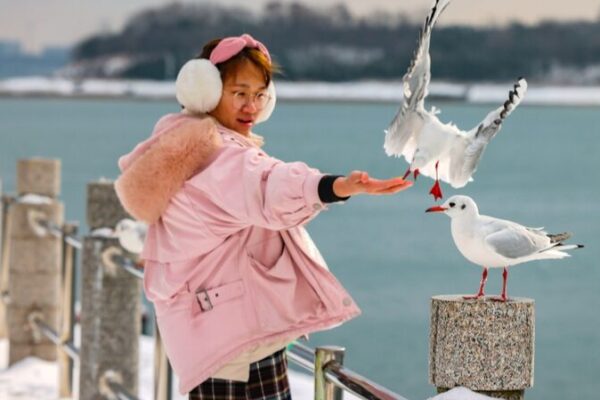 Seagulls Grace Qingdao’s Snowy Coastline, Delight Residents at Tangdao Bay Seagulls Grace Qingdao's Snowy Coastline, Delight Residents at Tangdao Bay