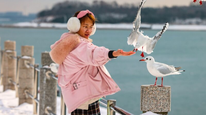 Seagulls_Grace_Qingdaos_Snowy_Coastline_Delight_Residents_at_Tangdao_Bay - Khabar Asia Seagulls Grace Qingdao's Snowy Coastline, Delight Residents at Tangdao Bay