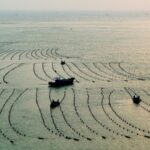 Seaweed Cultivation Flourishes in Shandong's Rongcheng Coastal Waters