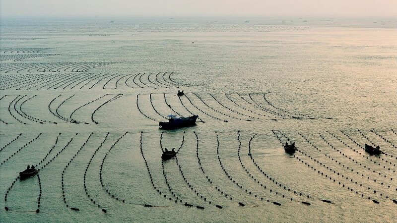 Seaweed Cultivation Flourishes in Shandong's Rongcheng Coastal Waters