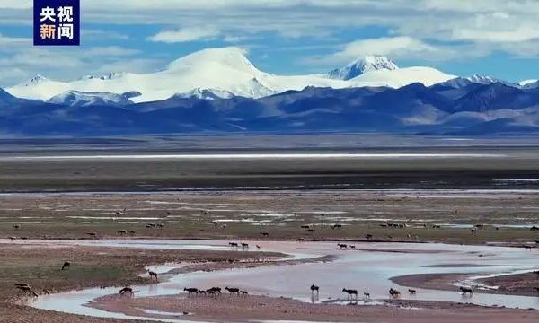 Second-Largest Tibetan Antelope Breeding Ground Discovered on Qinghai-Xizang Plateau Second_Largest_Tibetan_Antelope_Breeding_Ground_Discovered_on_Qinghai_Xizang_Plateau