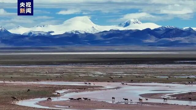 Second_Largest_Tibetan_Antelope_Breeding_Ground_Discovered_on_Qinghai_Xizang_Plateau - Khabar Asia Second_Largest_Tibetan_Antelope_Breeding_Ground_Discovered_on_Qinghai_Xizang_Plateau