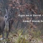 Secret Cameras Unveil Mysteries of Male Dwarf Musk Deer in Henan video poster