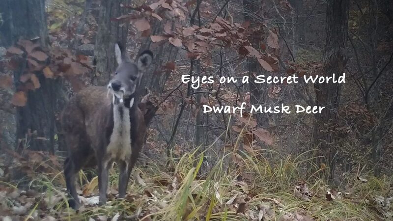 Secret Cameras Unveil Mysteries of Male Dwarf Musk Deer in Henan video poster