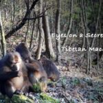 Secret Cameras Unveil the Hidden Lives of Tibetan Macaques in Xianxialing Reserve video poster