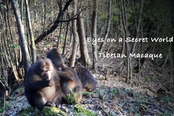 Secret Cameras Unveil the Hidden Lives of Tibetan Macaques in Xianxialing Reserve Secret Cameras Unveil the Hidden Lives of Tibetan Macaques in Xianxialing Reserve video poster