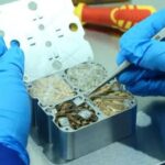 Seeds from China's Space Station Boost Agricultural Innovation