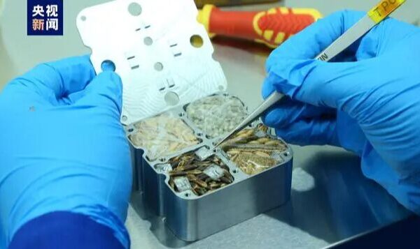 Seeds from China’s Space Station Boost Agricultural Innovation Seeds from China's Space Station Boost Agricultural Innovation