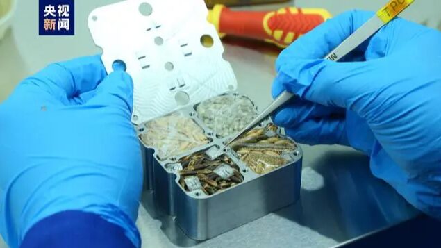 Seeds from China's Space Station Boost Agricultural Innovation