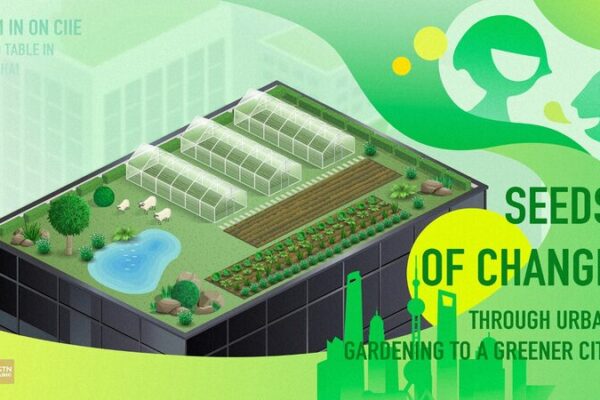 Seeds of Change: Rooftop Farming Blooms in Urban Shanghai Seeds of Change: Rooftop Farming Blooms in Urban Shanghai video poster