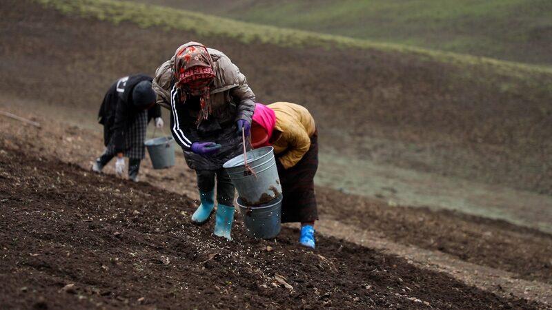 Seeds of Hope: Tibetan Herders Revive Qinghai's Degraded Grasslands video poster