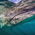Sei Whales Return to Argentina's Coastline After a Century