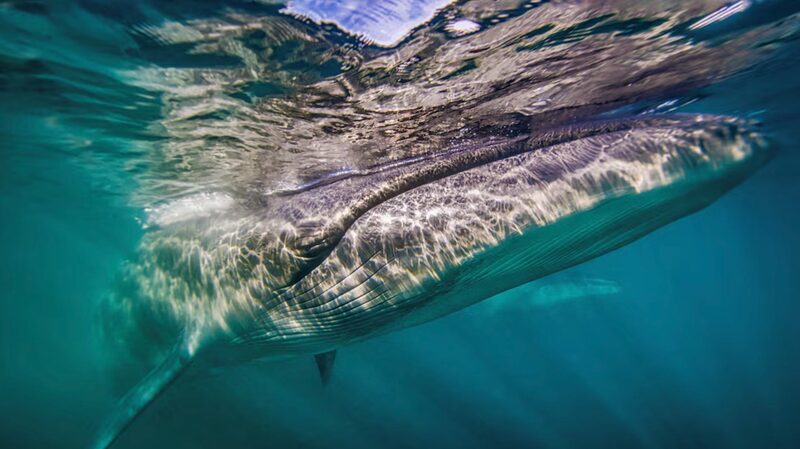 Sei_Whales_Return_to_Argentinas_Coastline_After_a_Century - Khabar Asia Sei Whales Return to Argentina's Coastline After a Century
