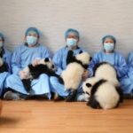 Seven Giant Panda Cubs Debut in Shaanxi, Extend Lunar New Year Greetings video poster