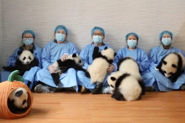 Seven Giant Panda Cubs Debut in Shaanxi, Extend Lunar New Year Greetings Seven Giant Panda Cubs Debut in Shaanxi, Extend Lunar New Year Greetings video poster