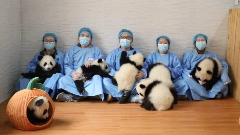 Seven_Giant_Panda_Cubs_Debut_in_Shaanxi_Extend_Lunar_New_Year_Greetings_poster - Khabar Asia Seven Giant Panda Cubs Debut in Shaanxi, Extend Lunar New Year Greetings video poster