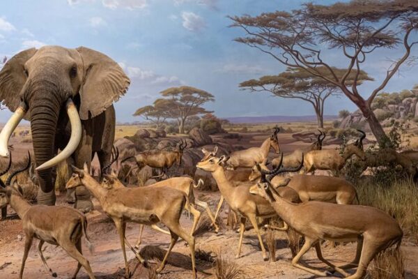 Shandong Museum Unveils Majestic African Wildlife Migration Exhibition Shandong_Museum_Unveils_Majestic_African_Wildlife_Migration_Exhibition