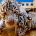 Shandong_Zoo_Celebrates_Birth_of_Rare_Bengal_Tiger_Triplets - Khabar Asia Shandong_Zoo_Celebrates_Birth_of_Rare_Bengal_Tiger_Triplets