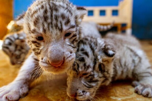 Shandong Zoo Celebrates Birth of Rare Bengal Tiger Triplets Shandong_Zoo_Celebrates_Birth_of_Rare_Bengal_Tiger_Triplets