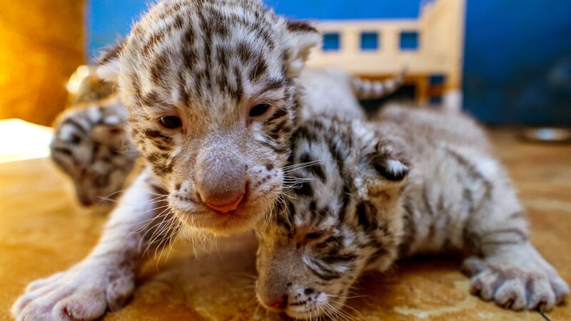 Shandong_Zoo_Celebrates_Birth_of_Rare_Bengal_Tiger_Triplets - Khabar Asia Shandong_Zoo_Celebrates_Birth_of_Rare_Bengal_Tiger_Triplets