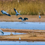Shandong_s_Yellow_River_Estuary__A_Haven_for_Migratory_Birds