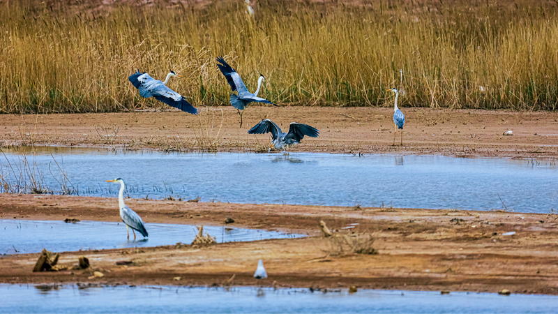 Shandong_s_Yellow_River_Estuary__A_Haven_for_Migratory_Birds - Khabar Asia Shandong_s_Yellow_River_Estuary__A_Haven_for_Migratory_Birds