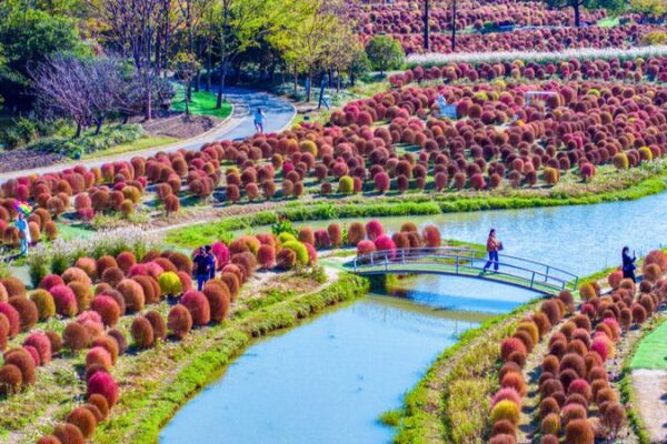 Shanghai’s Broomsedge Transforms into Fluffy ‘Knitting Wool Balls’ Shanghai_s_Broomsedge_Transforms_into_Fluffy__Knitting_Wool_Balls_