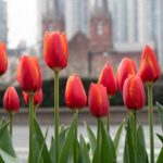 Shanghai's Tulip Blooms Signal Arrival of Vibrant Spring