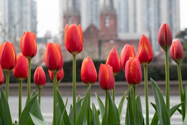 Shanghai’s Tulip Blooms Signal Arrival of Vibrant Spring Shanghai's Tulip Blooms Signal Arrival of Vibrant Spring