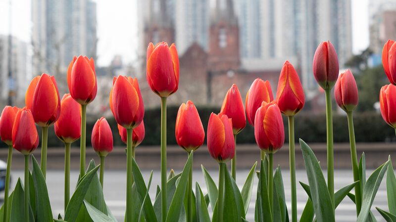 Shanghais_Tulip_Blooms_Signal_Arrival_of_Vibrant_Spring - Khabar Asia Shanghai's Tulip Blooms Signal Arrival of Vibrant Spring