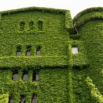 Shanghai's Xuhui District Unveils Lush Green 'Ecological Skin'