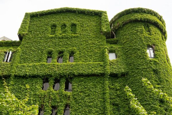 Shanghai’s Xuhui District Unveils Lush Green ‘Ecological Skin’ Shanghai's Xuhui District Unveils Lush Green 'Ecological Skin'