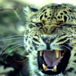 Shanxi Province Launches Leopard Population Survey in Qinyuan County video poster