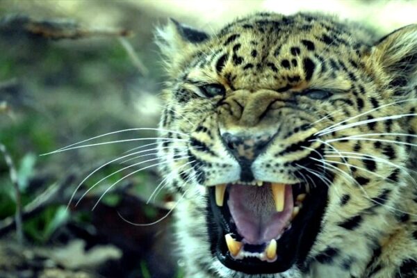Shanxi Province Launches Leopard Population Survey in Qinyuan County Shanxi Province Launches Leopard Population Survey in Qinyuan County video poster