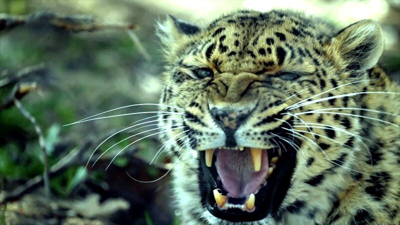 Shanxi Province Launches Leopard Population Survey in Qinyuan County video poster