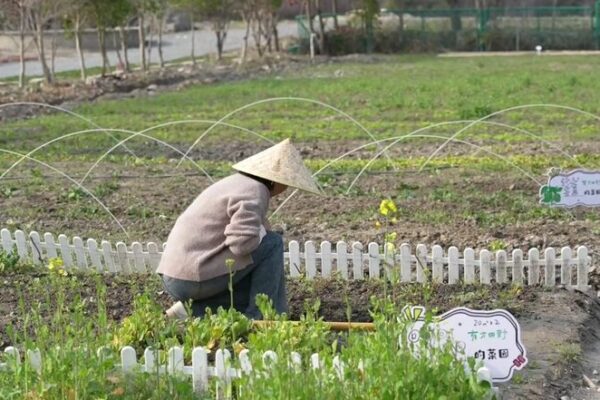 Shared Gardens Blooming in Popularity Across the Chinese Mainland Shared Gardens Blooming in Popularity Across the Chinese Mainland video poster