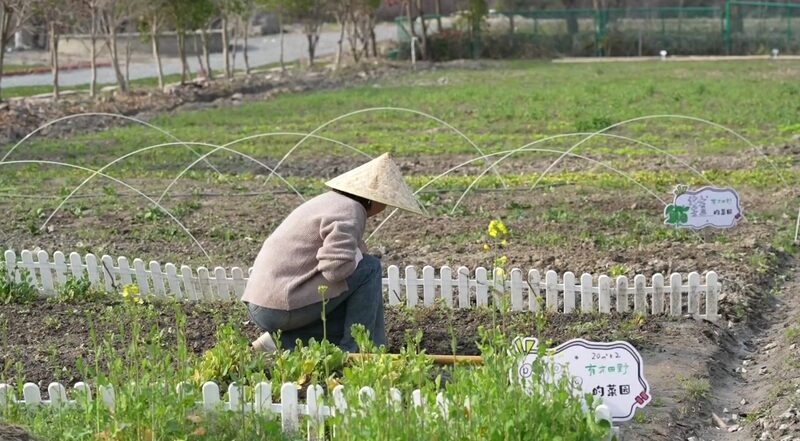 Shared_Gardens_Blooming_in_Popularity_Across_the_Chinese_Mainland_poster - Khabar Asia Shared Gardens Blooming in Popularity Across the Chinese Mainland video poster