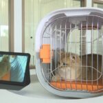 Shenzhen Airport Launches China's First Pet-Friendly Waiting Lounge