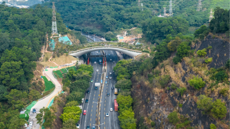 Shenzhen's Kunpeng Trail No.1 Bridge: A Wildlife Overpass Connecting Nature