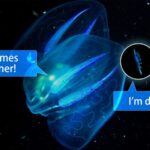 Shimmering Comb Jelly Lures Prey in Ocean Depths
