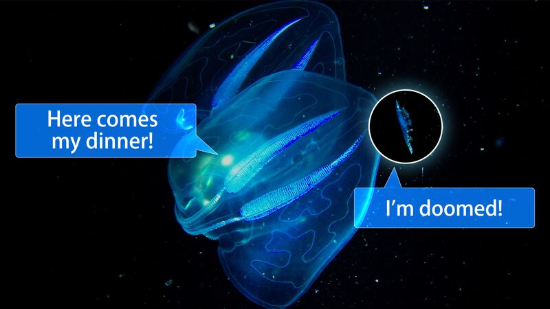 Shimmering_Comb_Jelly_Lures_Prey_in_Ocean_Depths - Khabar Asia Shimmering Comb Jelly Lures Prey in Ocean Depths