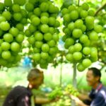Shine_Muscat_Grapes_Spark_Rural_Revitalization_in_Central_China_s_Henan_Province