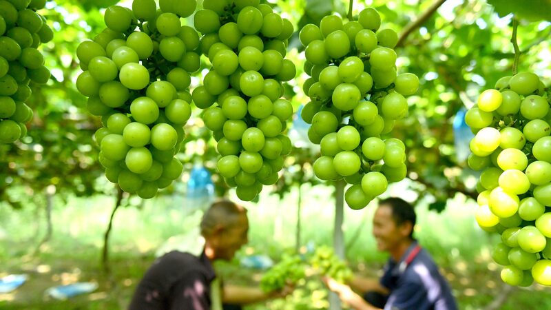 Shine_Muscat_Grapes_Spark_Rural_Revitalization_in_Central_China_s_Henan_Province - Khabar Asia Shine_Muscat_Grapes_Spark_Rural_Revitalization_in_Central_China_s_Henan_Province