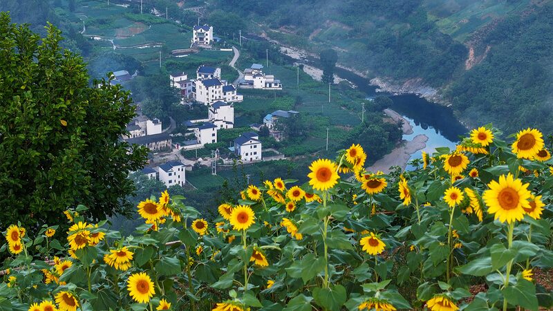 Shitan_Village__East_China_s_Hidden_Gem_Blossoms_Amid_Sea_of_Flowers - Khabar Asia Shitan_Village__East_China_s_Hidden_Gem_Blossoms_Amid_Sea_of_Flowers