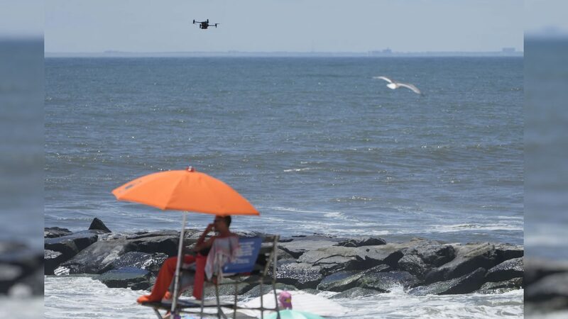 Shorebirds_Battle_Drones_on_New_York_City_Beaches - Khabar Asia Shorebirds_Battle_Drones_on_New_York_City_Beaches